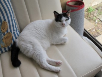 戸建てのセット型キッチンをシステムキッチン